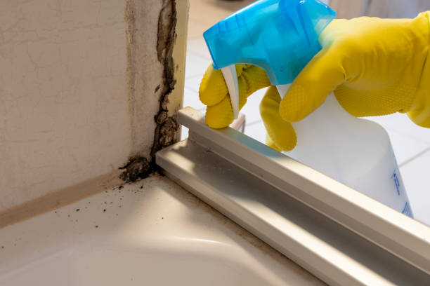 Best Residential Mold Removal  in Cartersville, GA