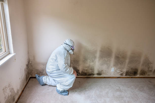 Best Mold Removal Process  in Cartersville, GA
