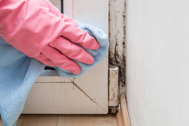 Best Professional Mold Removal  in Cartersville, GA