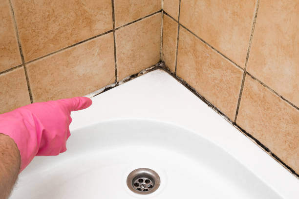 Best Crawl Space Mold Removal  in Cartersville, GA